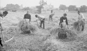 Harvest Time c. 1897, Irish Life Series, National Library of Ireland